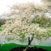 Serviceberry 'Amelanchier arborea' Live Plant - 16-24 Inches Tall, 2-3 Years Old - Image 1