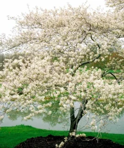 Serviceberry 'Amelanchier arborea' Live Plant - 16-24 Inches Tall, 2-3 Years Old - Image 1