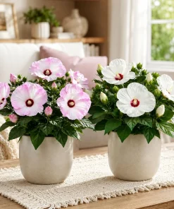 Set 4 Mix Hibiscus Plant Live, Hardy Tropical Shrub Flower, 4-8 Inch Tall - Image 3