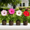 Set 4 Mix Hibiscus Plant Live, Hardy Tropical Shrub Flower, 4-8 Inch Tall - Image 1