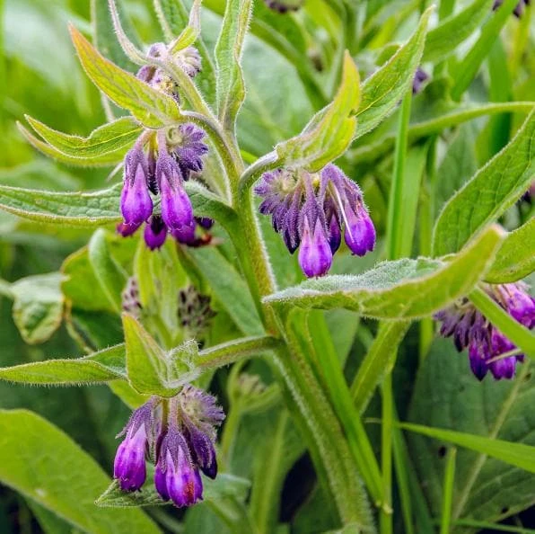 Set of 10 Bocking 14 Comfrey Bare Roots - Perennial Herb Plant, Zones 4-9 - Image 2