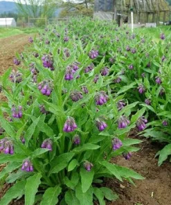 Set of 10 Bocking 14 Comfrey Bare Roots - Perennial Herb Plant, Zones 4-9 - Image 3