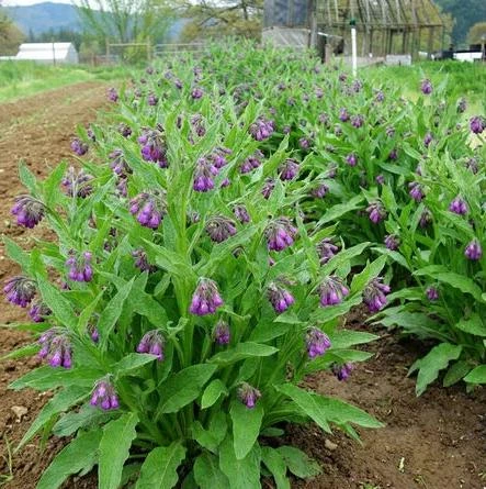 Set of 10 Bocking 14 Comfrey Bare Roots - Perennial Herb Plant, Zones 4-9 - Image 3