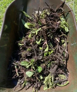 Set of 10 Bocking 14 Comfrey Bare Roots - Perennial Herb Plant, Zones 4-9 - Image 4
