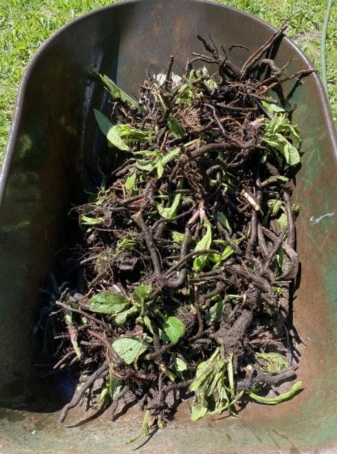 Set of 10 Bocking 14 Comfrey Bare Roots - Perennial Herb Plant, Zones 4-9 - Image 4