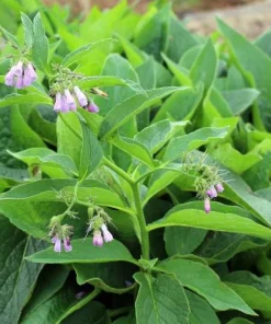 Set of 10 Bocking 14 Comfrey Bare Roots - Perennial Herb Plant, Zones 4-9 - Image 5
