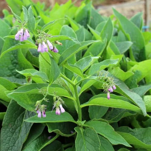 Set of 10 Bocking 14 Comfrey Bare Roots - Perennial Herb Plant, Zones 4-9 - Image 5