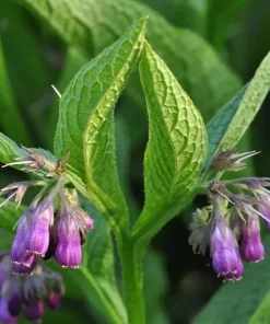 Set of 10 Bocking 14 Comfrey Bare Roots - Perennial Herb Plant, Zones 4-9 - Image 6