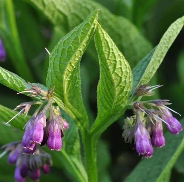 Set of 10 Bocking 14 Comfrey Bare Roots - Perennial Herb Plant, Zones 4-9 - Image 6