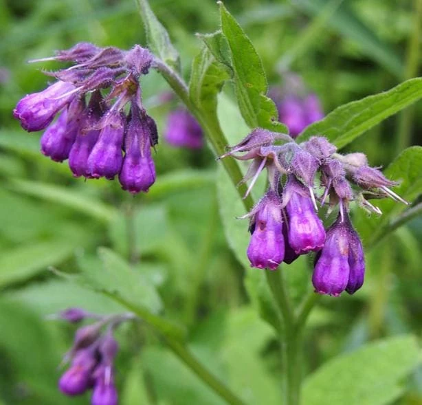 Set of 10 Bocking 14 Comfrey Bare Roots - Perennial Herb Plant, Zones 4-9 - Image 7