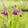 Set of 10 Bocking 14 Comfrey Bare Roots - Perennial Herb Plant, Zones 4-9 - Image 1