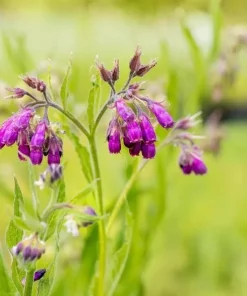 Set of 10 Bocking 14 Comfrey Bare Roots - Perennial Herb Plant, Zones 4-9 - Image 1