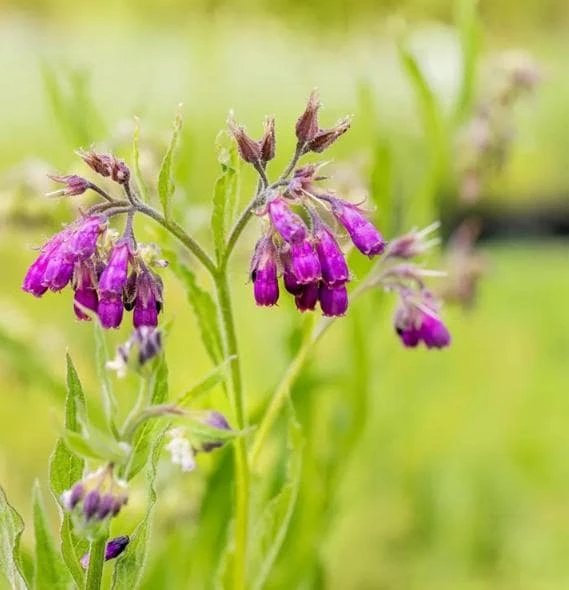 Set of 10 Bocking 14 Comfrey Bare Roots - Perennial Herb Plant, Zones 4-9 - Image 1