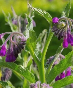Set of 15 Bocking 14 Comfrey Bare Roots - Perennial Herb Plant - Image 4