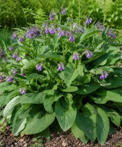 Set of 15 Bocking 14 Comfrey Bare Roots - Perennial Herb Plant - Image 6