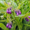 Set of 15 Bocking 14 Comfrey Bare Roots - Perennial Herb Plant - Image 1