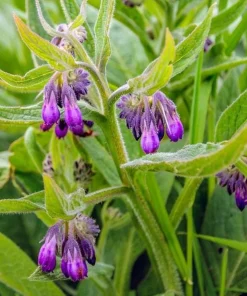 Set of 15 Bocking 14 Comfrey Bare Roots - Perennial Herb Plant - Image 1