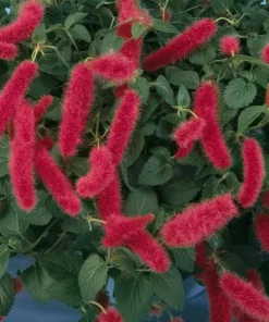 Set of 2 Acalypha Chenille Copper Live Plants - Red Hot Cat Tail, 4-6 inches Tall - Image 2
