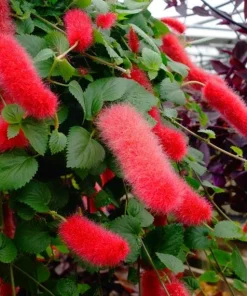Set of 2 Acalypha Chenille Copper Live Plants - Red Hot Cat Tail, 4-6 inches Tall - Image 3