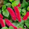 Set of 2 Acalypha Chenille Copper Live Plants - Red Hot Cat Tail, 4-6 inches Tall - Image 1