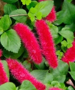 Set of 2 Acalypha Chenille Copper Live Plants - Red Hot Cat Tail, 4-6 inches Tall - Image 1