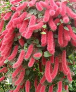 Set of 2 Acalypha Chenille Copper Live Plants - Red Hot Cat Tail, 4-6 inches Tall - Image 4