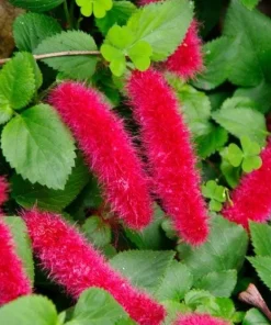 Set of 2 Acalypha Chenille Copper Live Plants - Red Hot Cat Tail, 4-6 inches Tall - Image 5