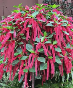Set of 2 Acalypha Chenille Copper Live Plants - Red Hot Cat Tail, 4-6 inches Tall - Image 6