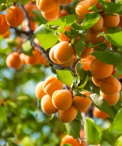 Set of 2 Apricot Trees Bareroot – Sweet Fruit Tree, 1-2 Ft Tall, Cold Hardy - Image 2