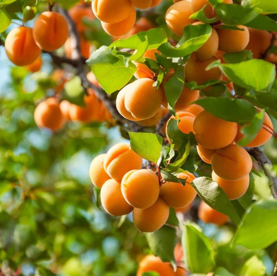 Set of 2 Apricot Trees Bareroot – Sweet Fruit Tree, 1-2 Ft Tall, Cold Hardy - Image 2