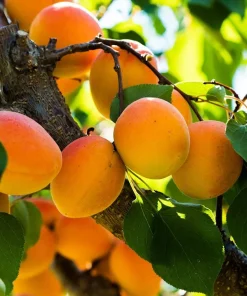 Set of 2 Apricot Trees Bareroot – Sweet Fruit Tree, 1-2 Ft Tall, Cold Hardy - Image 3