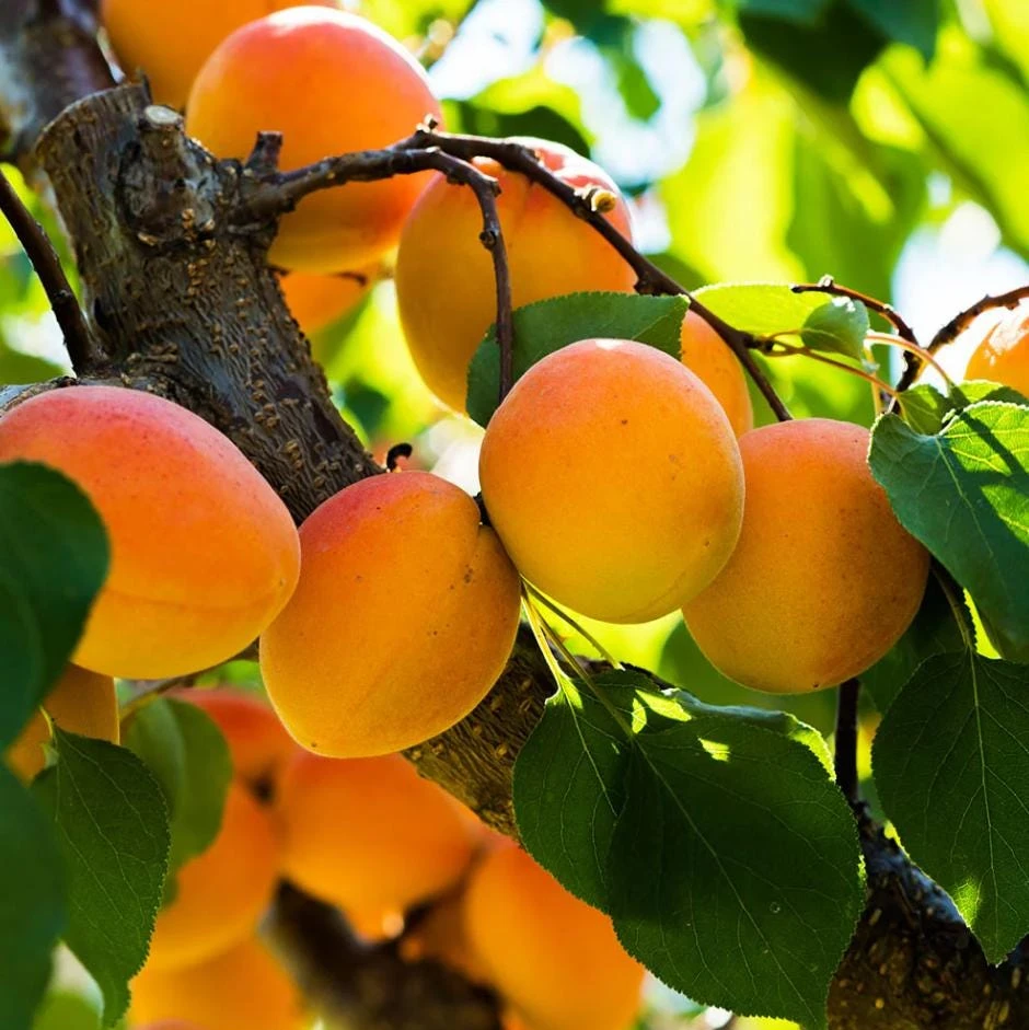 Set of 2 Apricot Trees Bareroot – Sweet Fruit Tree, 1-2 Ft Tall, Cold Hardy - Image 3