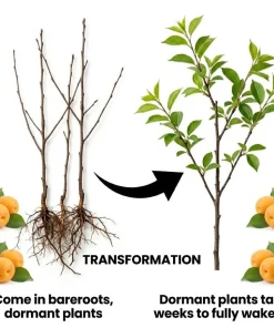 Set of 2 Apricot Trees Bareroot – Sweet Fruit Tree, 1-2 Ft Tall, Cold Hardy - Image 4