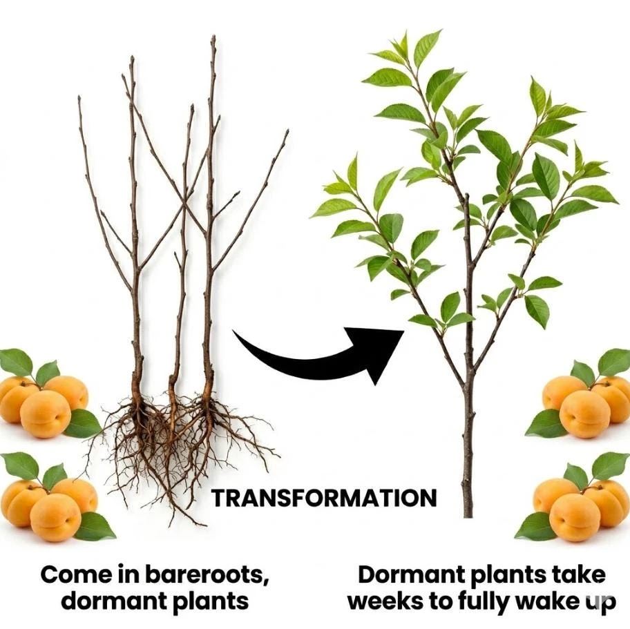 Set of 2 Apricot Trees Bareroot – Sweet Fruit Tree, 1-2 Ft Tall, Cold Hardy - Image 4