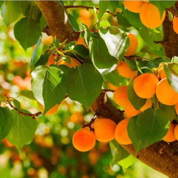 Set of 2 Apricot Trees Bareroot – Sweet Fruit Tree, 1-2 Ft Tall, Cold Hardy - Image 5