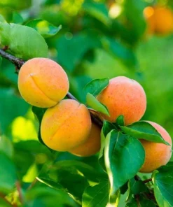Set of 2 Apricot Trees Bareroot – Sweet Fruit Tree, 1-2 Ft Tall, Cold Hardy - Image 6
