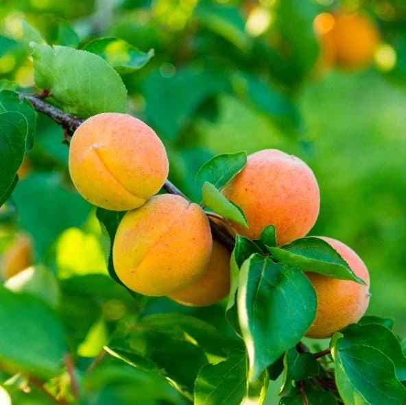 Set of 2 Apricot Trees Bareroot – Sweet Fruit Tree, 1-2 Ft Tall, Cold Hardy - Image 6