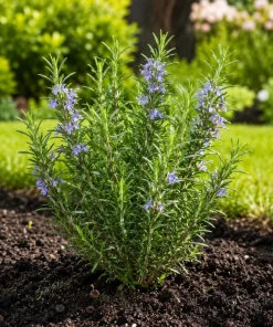 Set of 2 ARP Rosemary Live Plants – 4-7 Inch Herb Starter Plants for Outdoor - Image 2