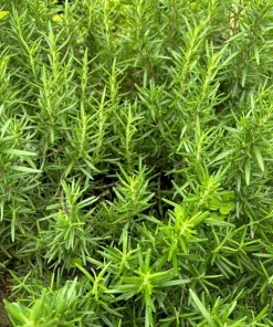Set of 2 ARP Rosemary Live Plants – 4-7 Inch Herb Starter Plants for Outdoor - Image 4