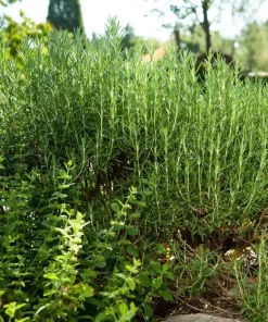 Set of 2 ARP Rosemary Live Plants – 4-7 Inch Herb Starter Plants for Outdoor - Image 5