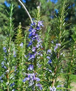 Set of 2 ARP Rosemary Live Plants – 4-7 Inch Herb Starter Plants for Outdoor - Image 6