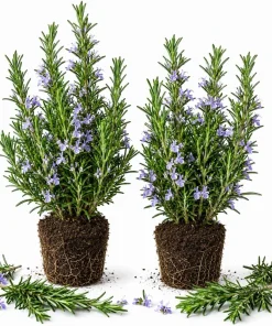 Set of 2 ARP Rosemary Live Plants – 4-7 Inch Herb Starter Plants for Outdoor - Image 1