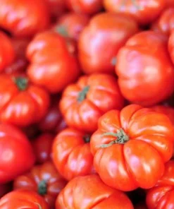 Set of 2 Beefsteak Tomato Live Plants - 3-5 Inch Tall in 4 Inch Pots - Image 2
