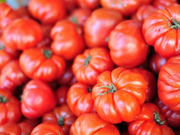 Set of 2 Beefsteak Tomato Live Plants - 3-5 Inch Tall in 4 Inch Pots - Image 2
