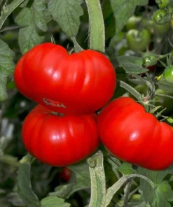 Set of 2 Beefsteak Tomato Live Plants - 3-5 Inch Tall in 4 Inch Pots - Image 3