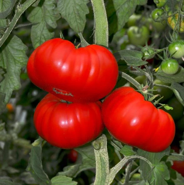 Set of 2 Beefsteak Tomato Live Plants - 3-5 Inch Tall in 4 Inch Pots - Image 3