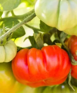 Set of 2 Beefsteak Tomato Live Plants - 3-5 Inch Tall in 4 Inch Pots - Image 4
