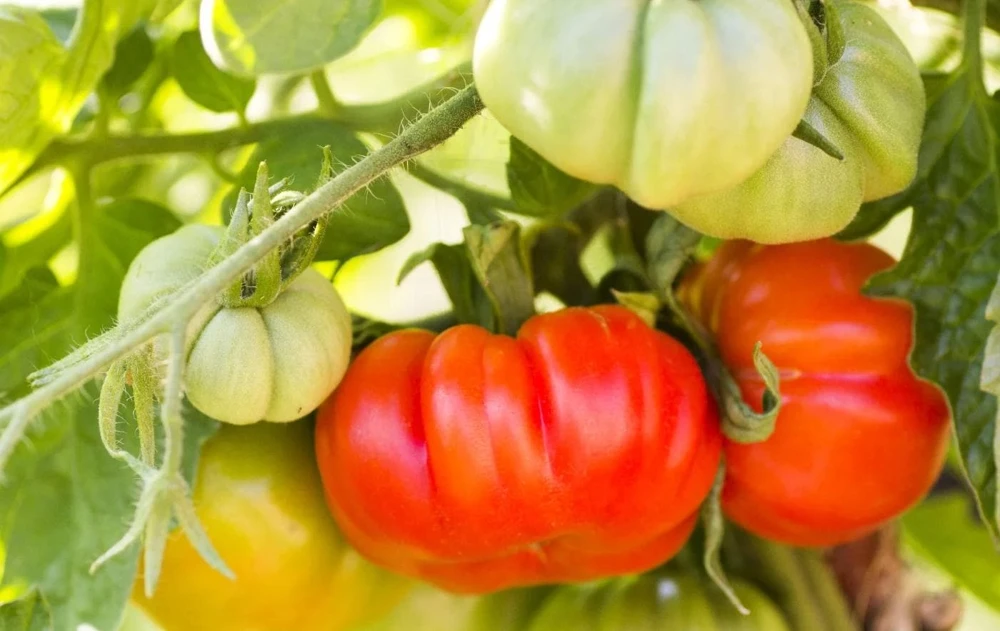 Set of 2 Beefsteak Tomato Live Plants - 3-5 Inch Tall in 4 Inch Pots - Image 4