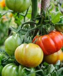 Set of 2 Beefsteak Tomato Live Plants - 3-5 Inch Tall in 4 Inch Pots - Image 5