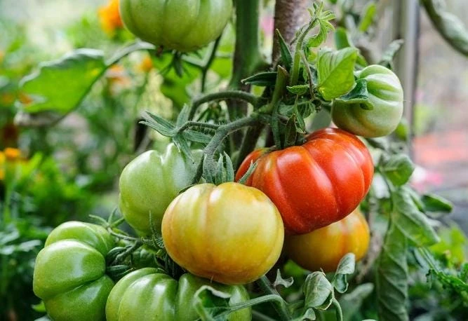 Set of 2 Beefsteak Tomato Live Plants - 3-5 Inch Tall in 4 Inch Pots - Image 5